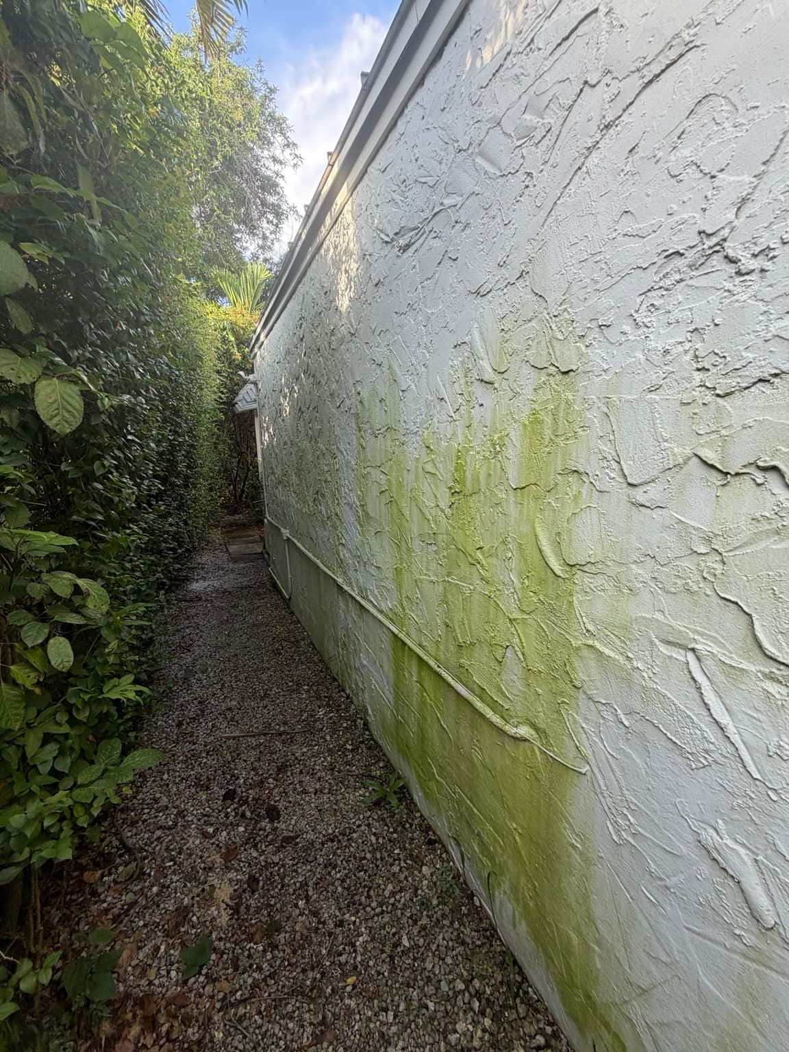 Before house soft washing showing green algae on stucco wall